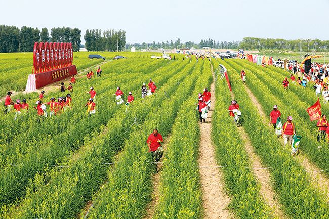 山西大同市云州區(qū)——黃花變成致富花