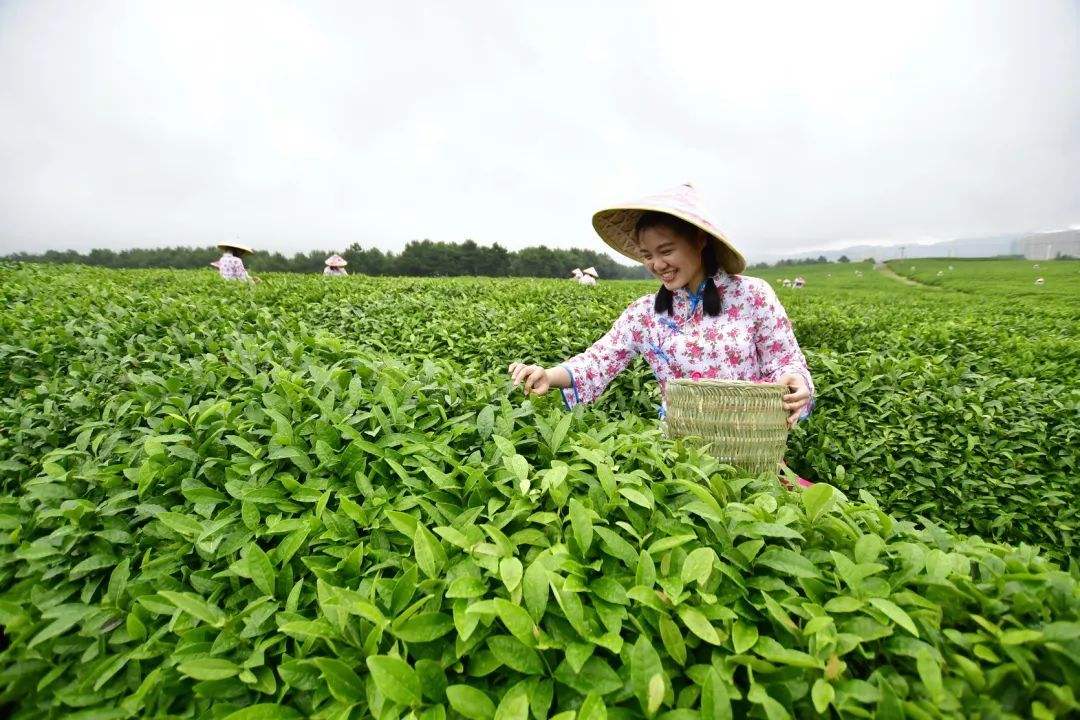 中國(guó)茶葉基本概況及產(chǎn)區(qū)分布情況分析（附茶葉百?gòu)?qiáng)縣）