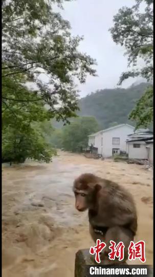 武夷山暴雨致景區(qū)暫時(shí)封閉 受驚猴子成“網(wǎng)紅”