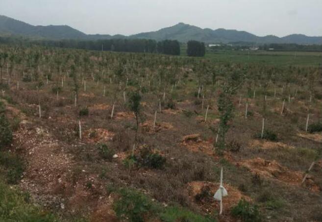 河南方城廣陽(yáng)鎮(zhèn)：“窮”山村有致富“經(jīng)”