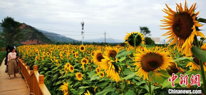 甘肅臨夏黃土坡“向陽(yáng)花開(kāi)” 葵花成貧困戶致富“寶典”