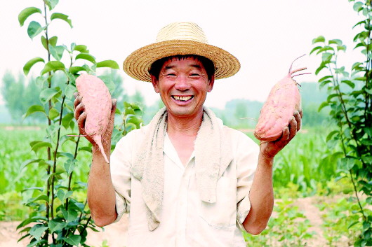 土里刨出“地瓜王國” 青年10年“賣”出產值近3億元公司