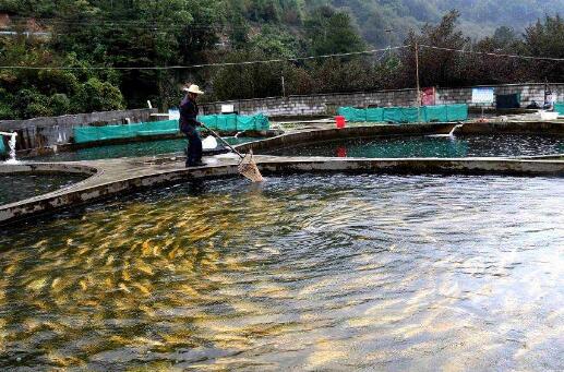 陜西將大力發(fā)展冷水魚產(chǎn)業(yè) 計(jì)劃5年產(chǎn)值突破3億元