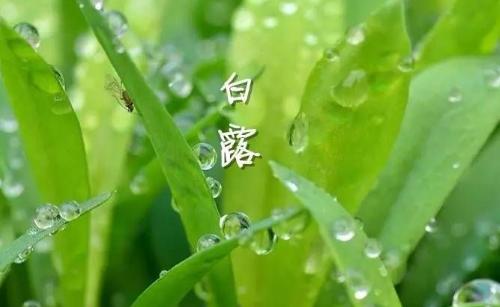 白露節(jié)氣到！為何要飲“白露茶”、吃龍眼？