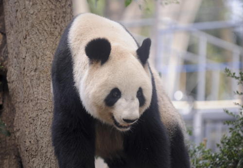 東京上野動(dòng)物園新建“熊貓森林”對(duì)公眾開放