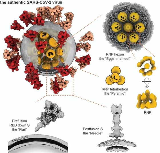 中國科研人員揭示全球首個新冠病毒全病毒精細結構