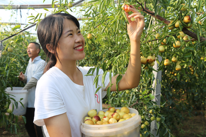 十一小長(zhǎng)假新去處！八大特色文旅活動(dòng)助力第二十二屆沾化冬棗節(jié)