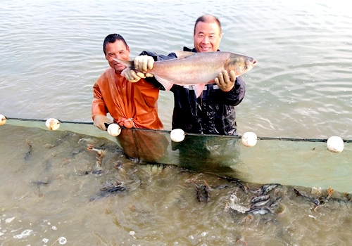 郯城：益生養(yǎng)殖合作社人勤魚肥豐收樂