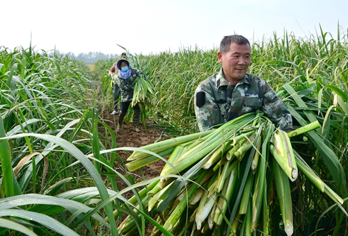 郯城縣歸昌鄉(xiāng)張樓村劉成武種植茭白年賺20萬元