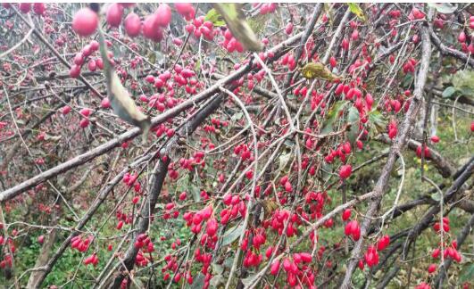 河南南召喬端鎮(zhèn)：山茱萸映紅致富路