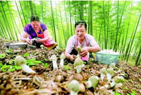 上半年山西省林特產(chǎn)品館交易量全國第一