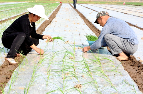 郯城縣歸昌鄉(xiāng)：洋蔥栽植正當時