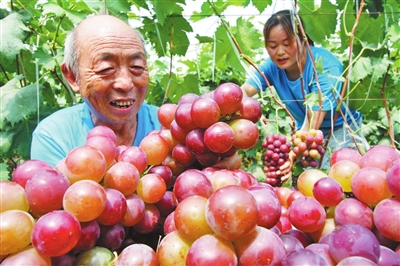 農(nóng)業(yè)農(nóng)村部公布第十批全國“一村一品”示范村鎮(zhèn)等名單