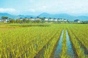 好種子怎樣更好推廣到農(nóng)民中去？東北三省糧食生產(chǎn)蹲點(diǎn)調(diào)研之一