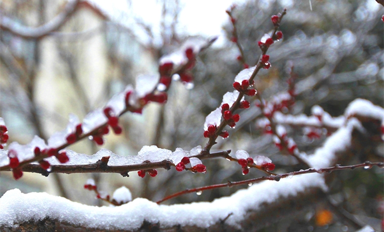 春雪潤沂蒙