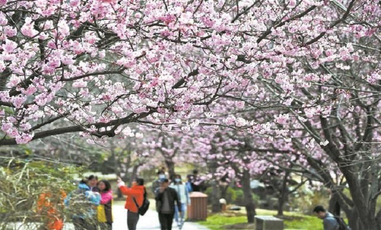 2021年無錫櫻花預(yù)報(bào)地圖出爐 櫻花花期延長(zhǎng)