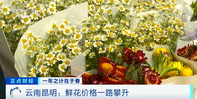 三八婦女節(jié)將至 鮮花漲價近4倍！“花”生了啥？