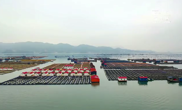 福建霞浦：“海上田園”奏響蔚藍(lán)牧歌