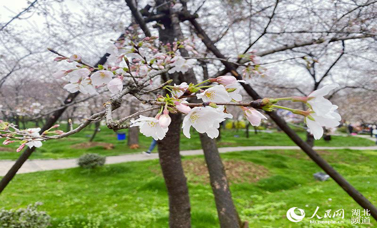 湖北發(fā)布春季十大賞花線路 援鄂醫(yī)護代表來赴約