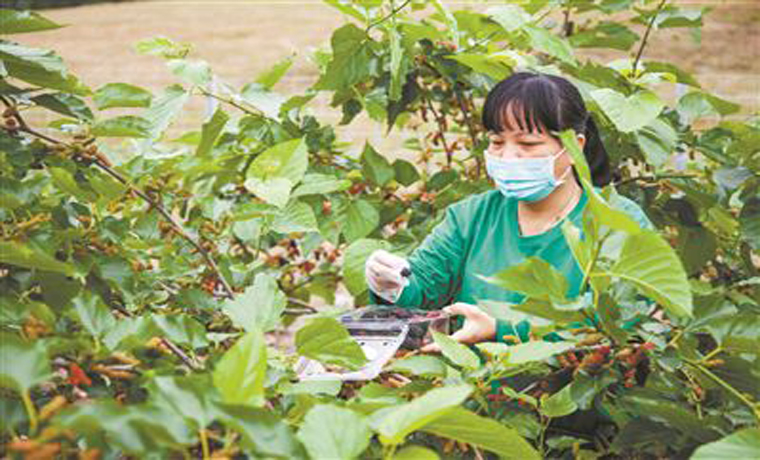 廣州新技術(shù)讓桑葉成為盤中菜杯中茶