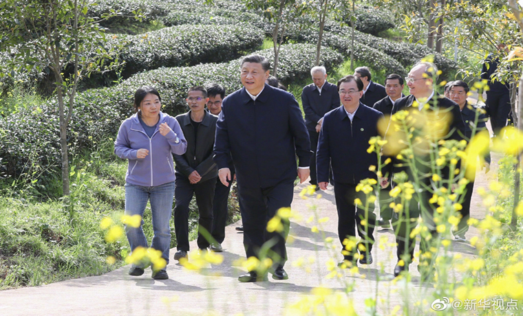 習(xí)近平察看武夷山春茶長勢：把茶文化、茶產(chǎn)業(yè)、茶科技這篇文章做好