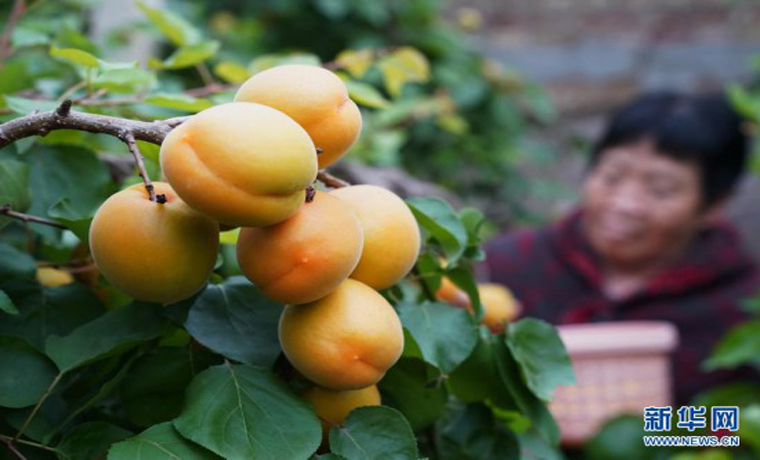 河北順平：錯季水果種植促農增收