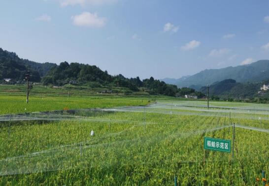 遵義市深入推進(jìn)“綠色稻+”示范樣板基地建設(shè)