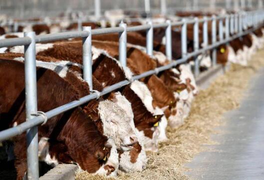 牛羊肉價格為何下跌