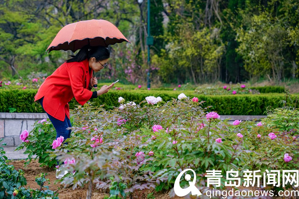 青島中山公園牡丹爭(zhēng)相怒放 此花來(lái)自牡丹之鄉(xiāng)菏澤