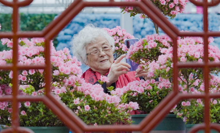 人間四月天 杜鵑爭芳艷