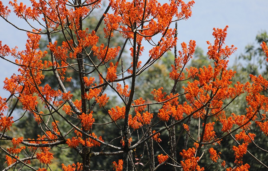 云南騰沖發(fā)現(xiàn)國家二級保護(hù)植物火桐群落