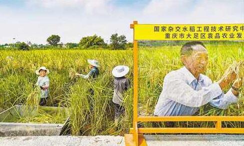 重慶巨型稻首次收割測產(chǎn)畝產(chǎn)近500公斤