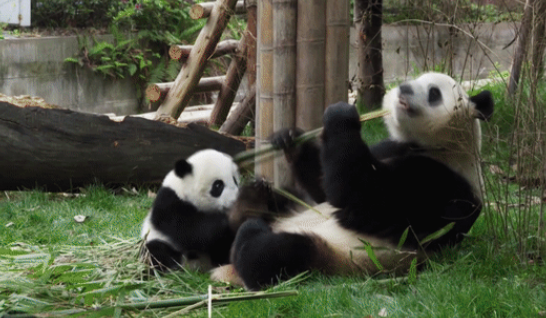 大熊貓國家公園設(shè)立后相同區(qū)域不再保留其他自然保護(hù)地