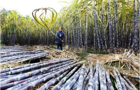 “十四五”期間廣西將著力建設(shè)國內(nèi)最具競爭力蔗糖產(chǎn)區(qū)