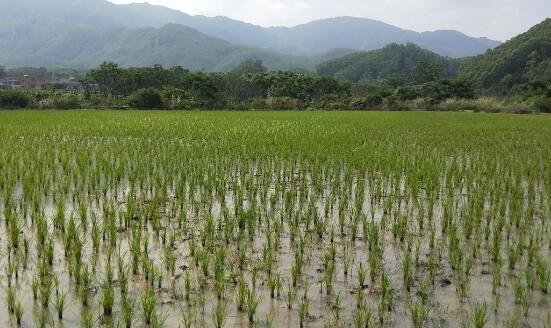 明確“向水要地”實施方案 四川將穩(wěn)妥有序推進(jìn)墾造水田