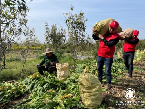 浙江桐鄉(xiāng)市煙草專賣局：香溢“志愿紅”繪就最美春景圖