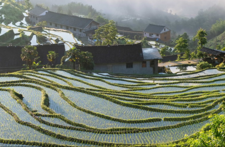 文旅融合助紫鵲界梯田留住“世界遠(yuǎn)古鄉(xiāng)愁”