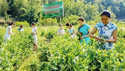  中國華融X本來生活，幫扶四川宣漢縣茶產(chǎn)業(yè)升級 