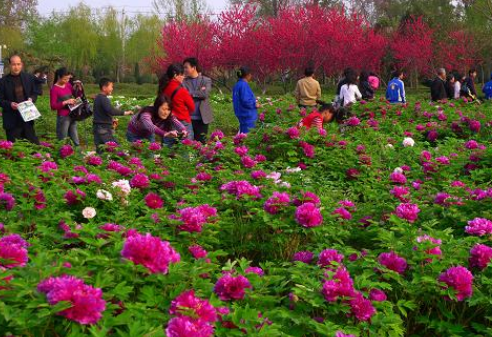 “賞花經(jīng)濟”不能“曇花一現(xiàn)”