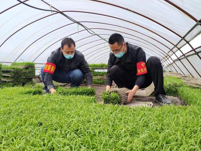 黑龍江北大荒農(nóng)業(yè)股份七星分公司黨員干部以實干擔(dān)當(dāng)擎畫春耕助農(nóng)最美“同心圓”