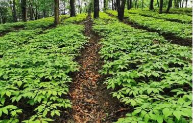 吉林省林下參種植總面積約達100萬畝