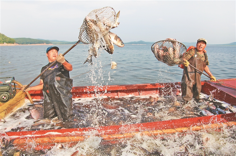 哈爾濱上半年漁業(yè)產(chǎn)值5.1億元 同比增長(zhǎng)4.8%