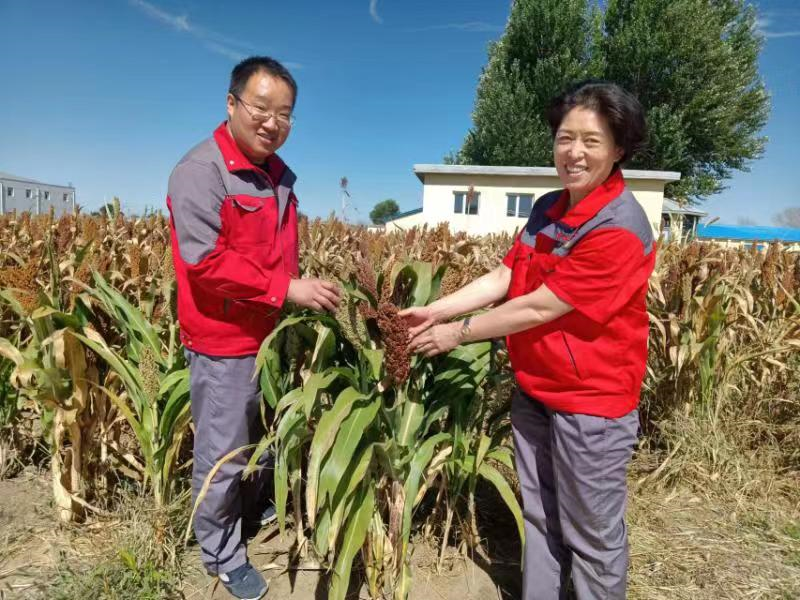 黑龍江富裕老窖：廠區(qū)三十畝廢地棄變良田