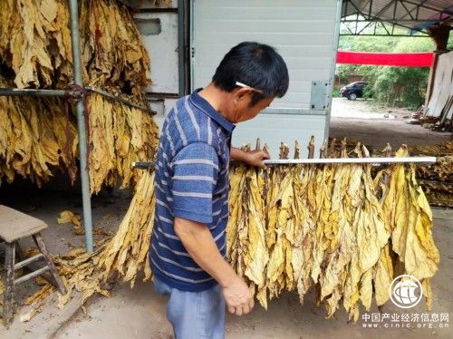 南陽(yáng)市煙草專賣(mài)局：帶莖烘烤是個(gè)寶，滿炕金黃增質(zhì)效