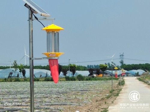 河南建安：煙葉變金黃，“綠色”來幫忙