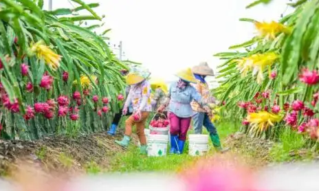 海南開創(chuàng)外向型農(nóng)業(yè)新格局