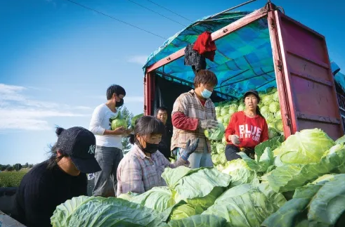 內(nèi)蒙古察右中旗把冷涼蔬菜做成“熱”產(chǎn)業(yè)