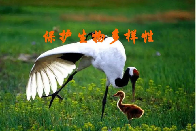 保護(hù)生物多樣性 我國生態(tài)系統(tǒng)保護(hù)取得哪些成果？