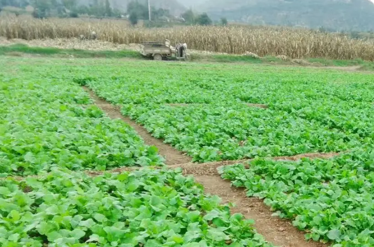 各地加強(qiáng)田間管理 確保冬油菜安全越冬