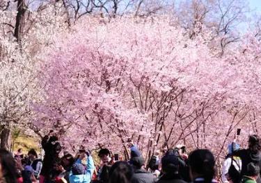 中國各地“賞花經(jīng)濟(jì)”玩出新“花”樣